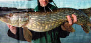 NorthernPike.jpg